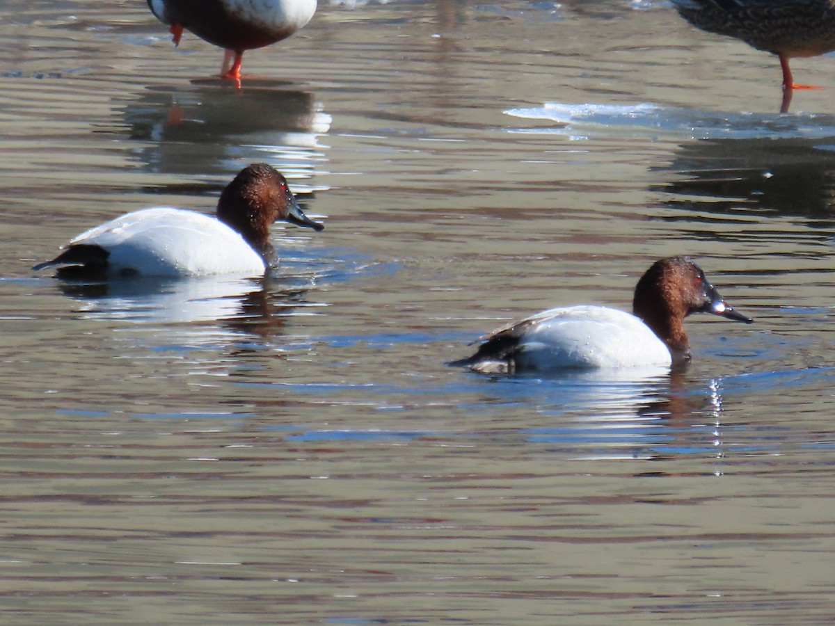 Canvasback - ML412868341