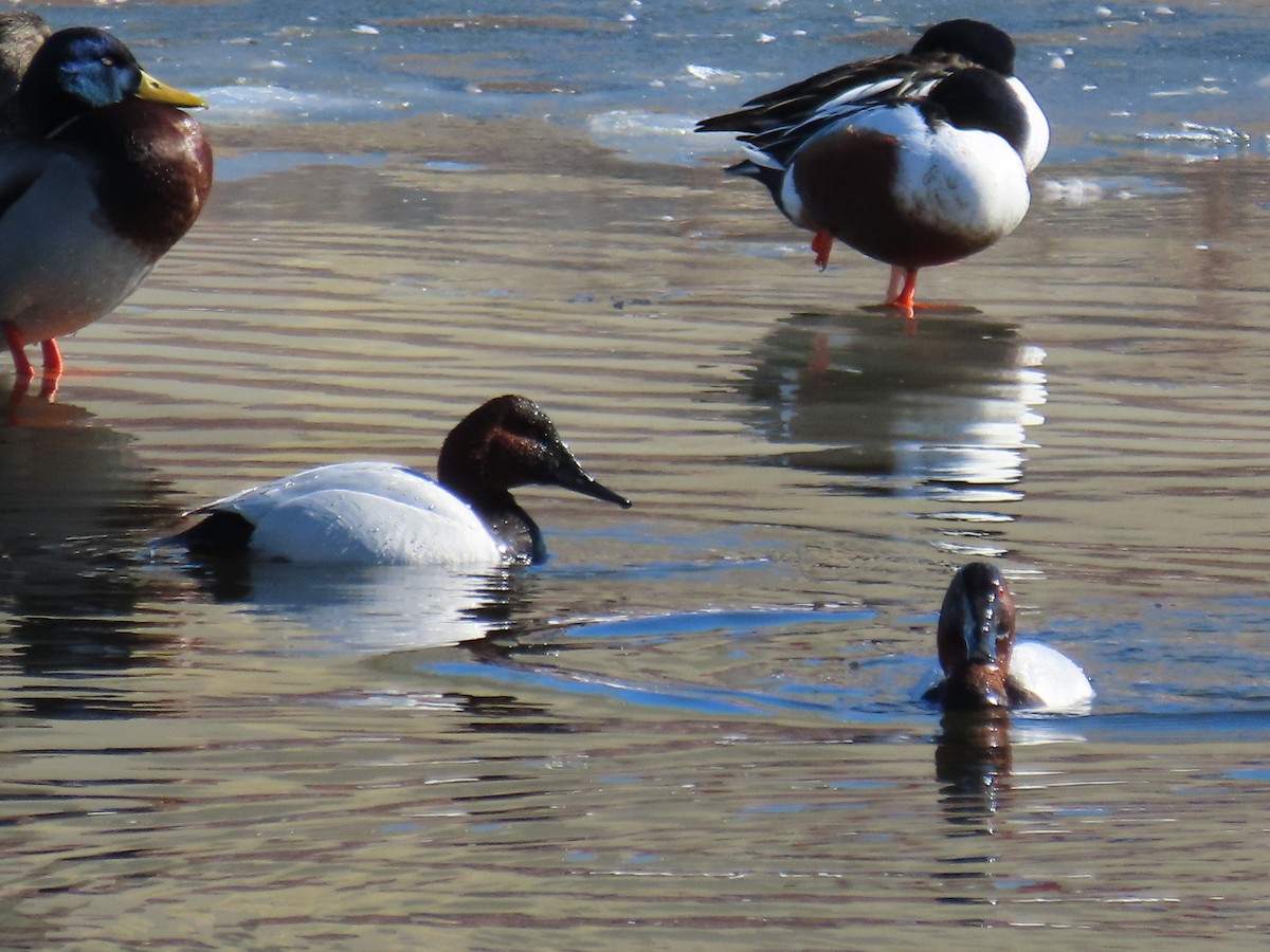 Canvasback - ML412868461