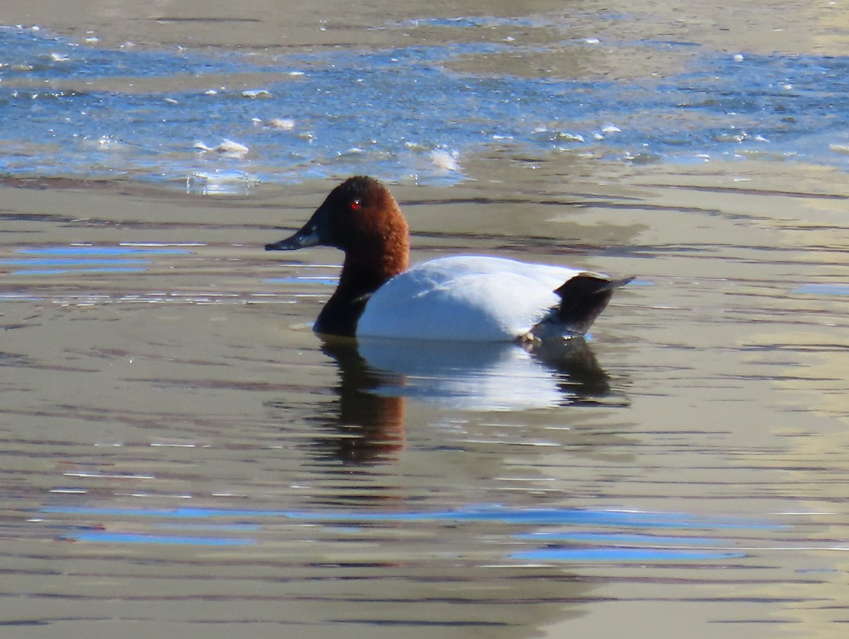 Canvasback - ML412868491