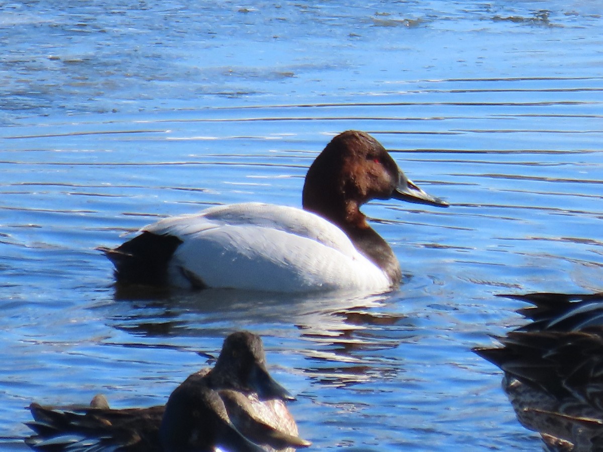 Canvasback - ML412868591