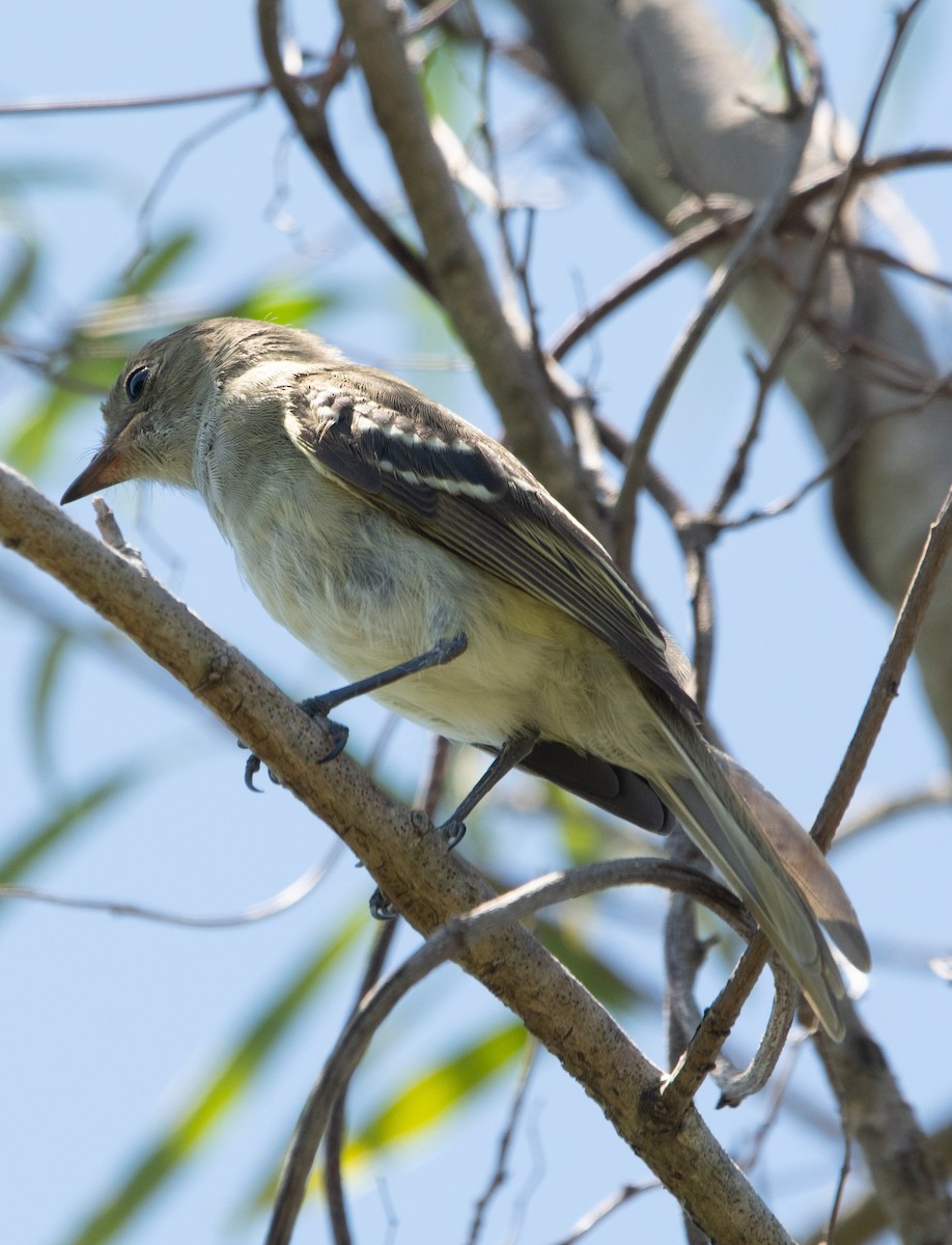 Large Elaenia - Graciela  Neira