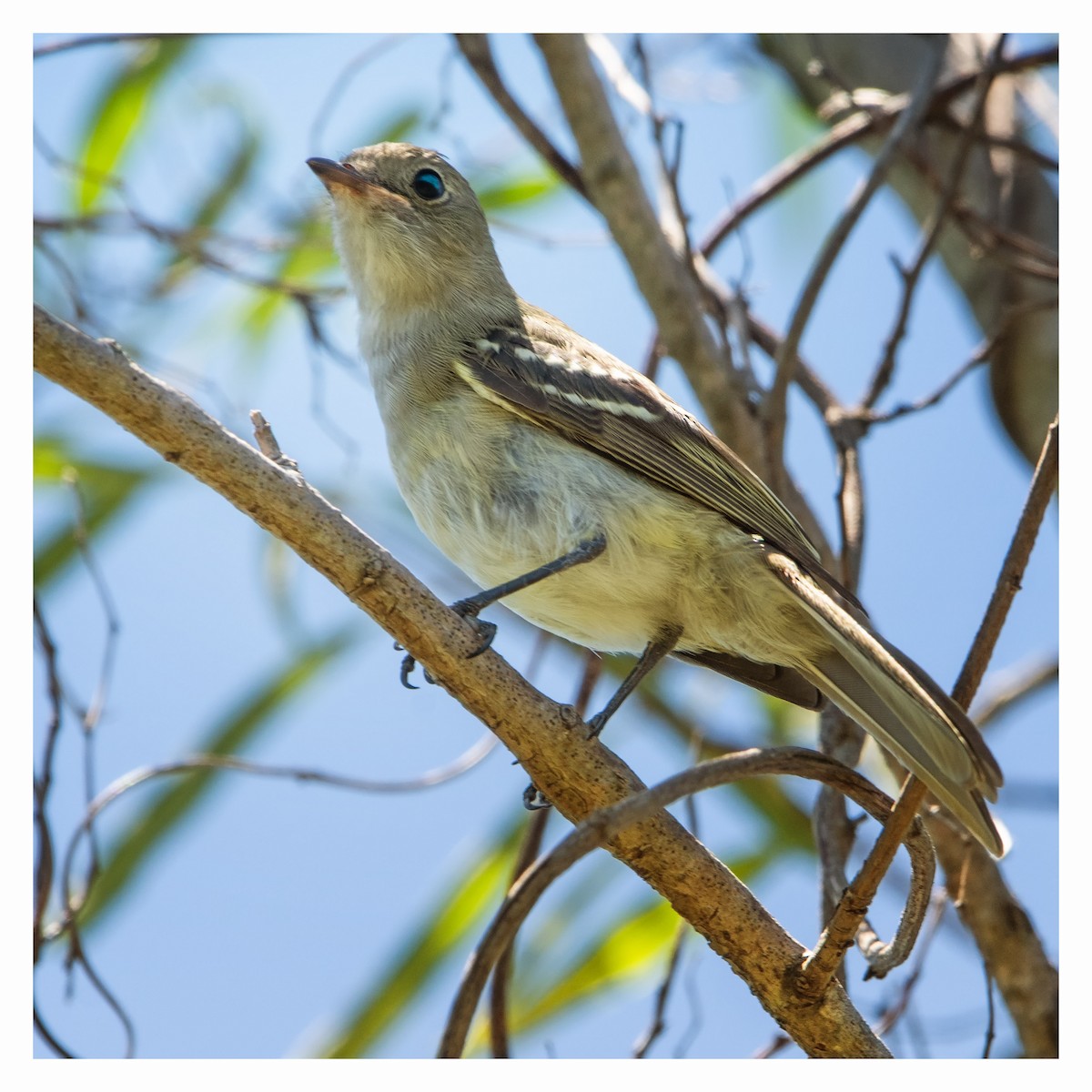 Large Elaenia - Graciela  Neira