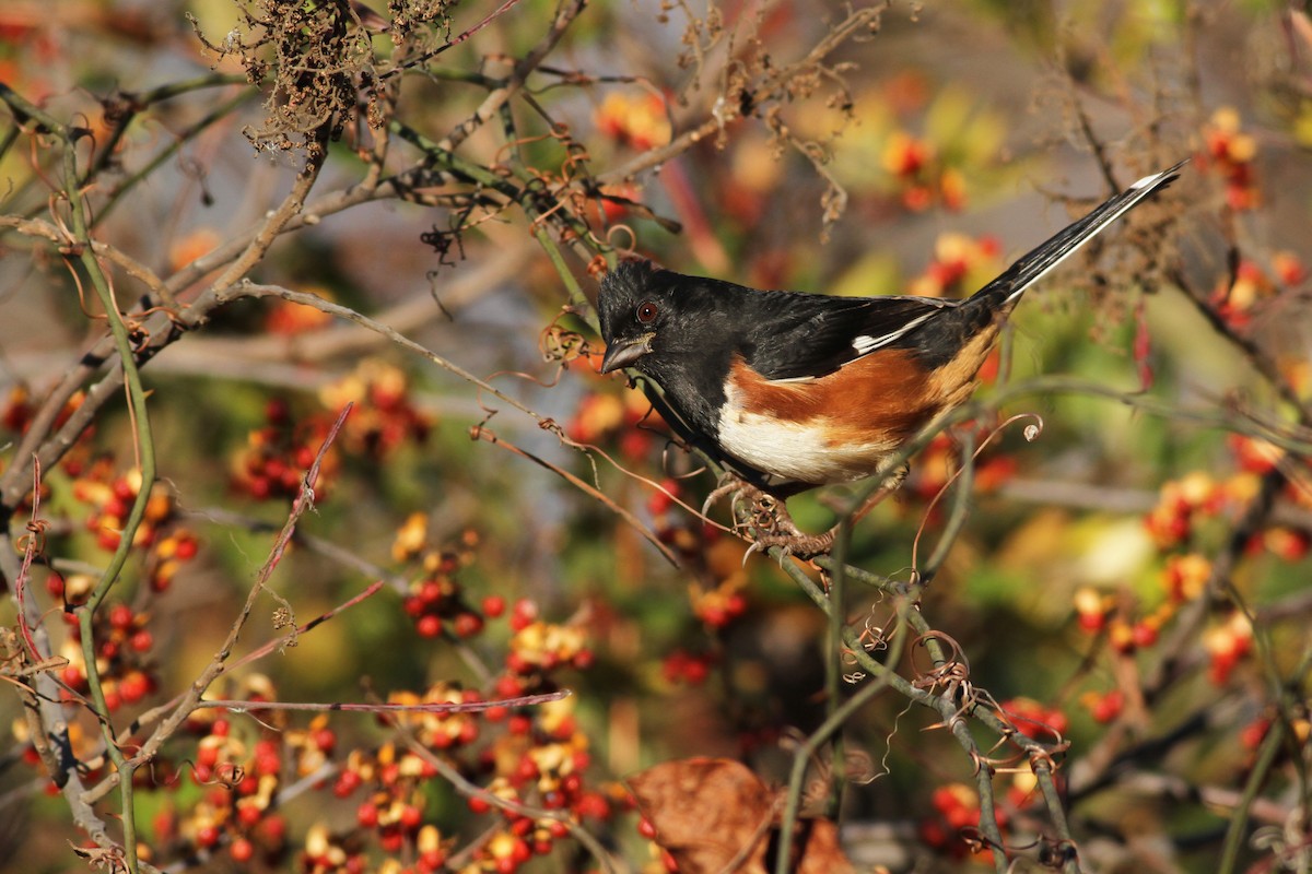 Eastern Towhee - ML41287011