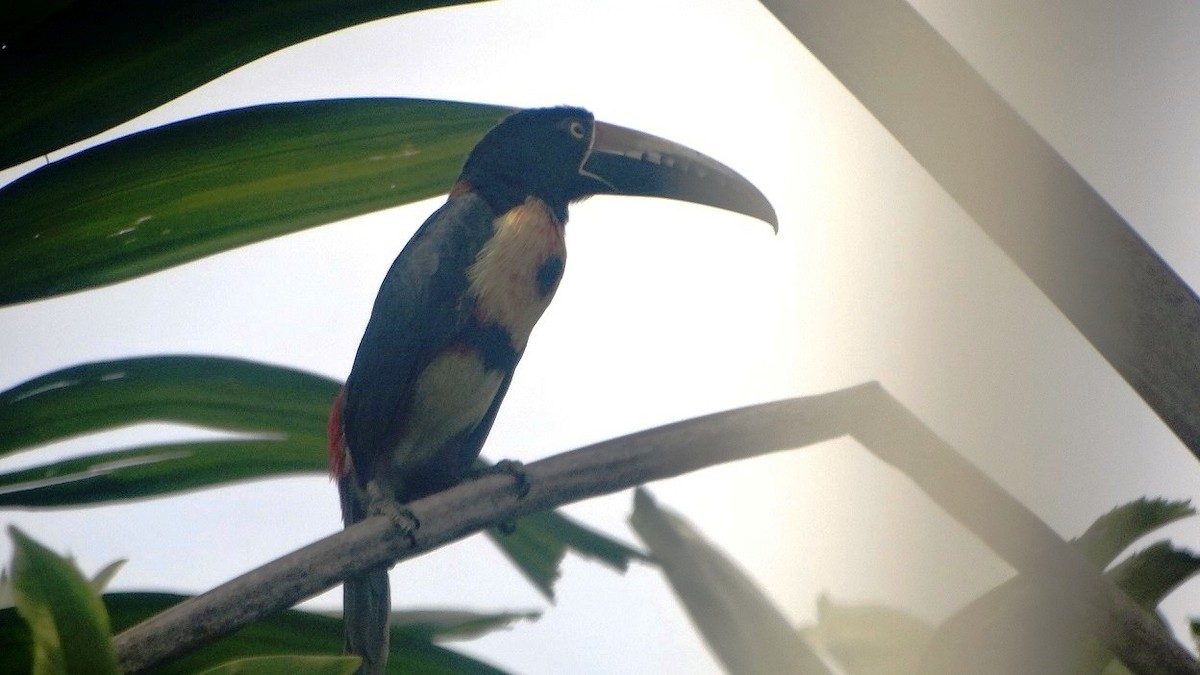 Collared Aracari - Edwin Calderon