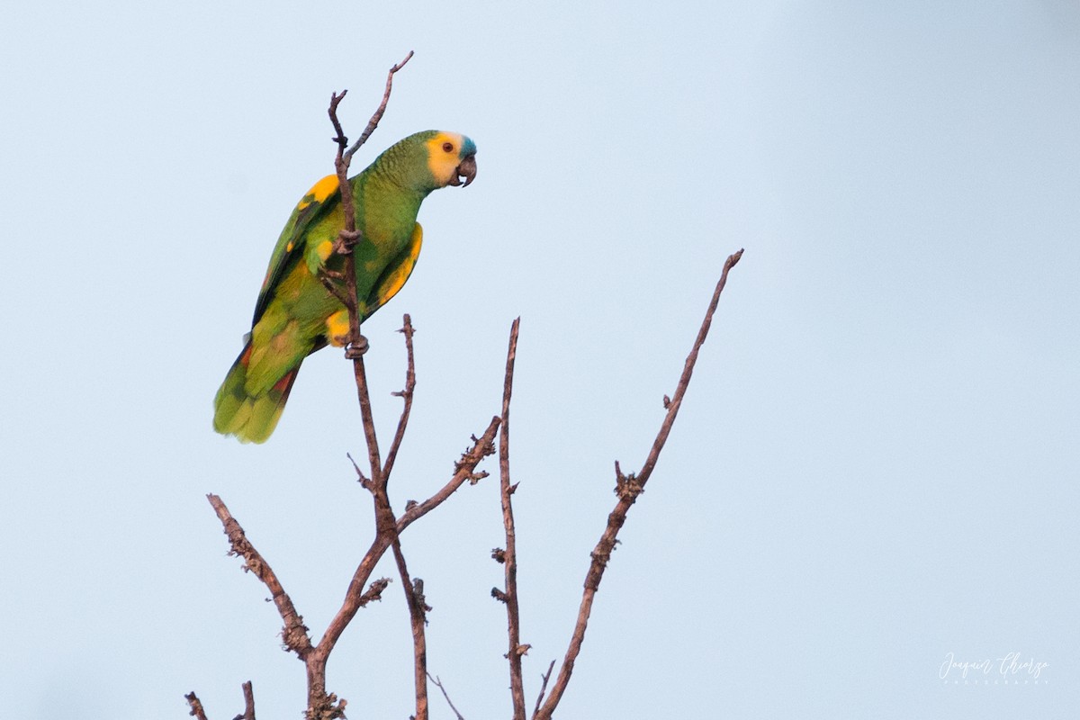 Turquoise-fronted Amazon - ML412872201