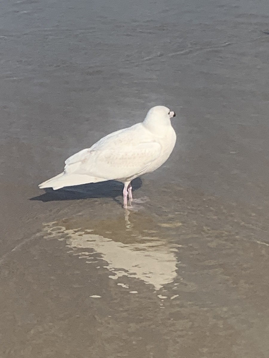 Glaucous Gull - ML412872231