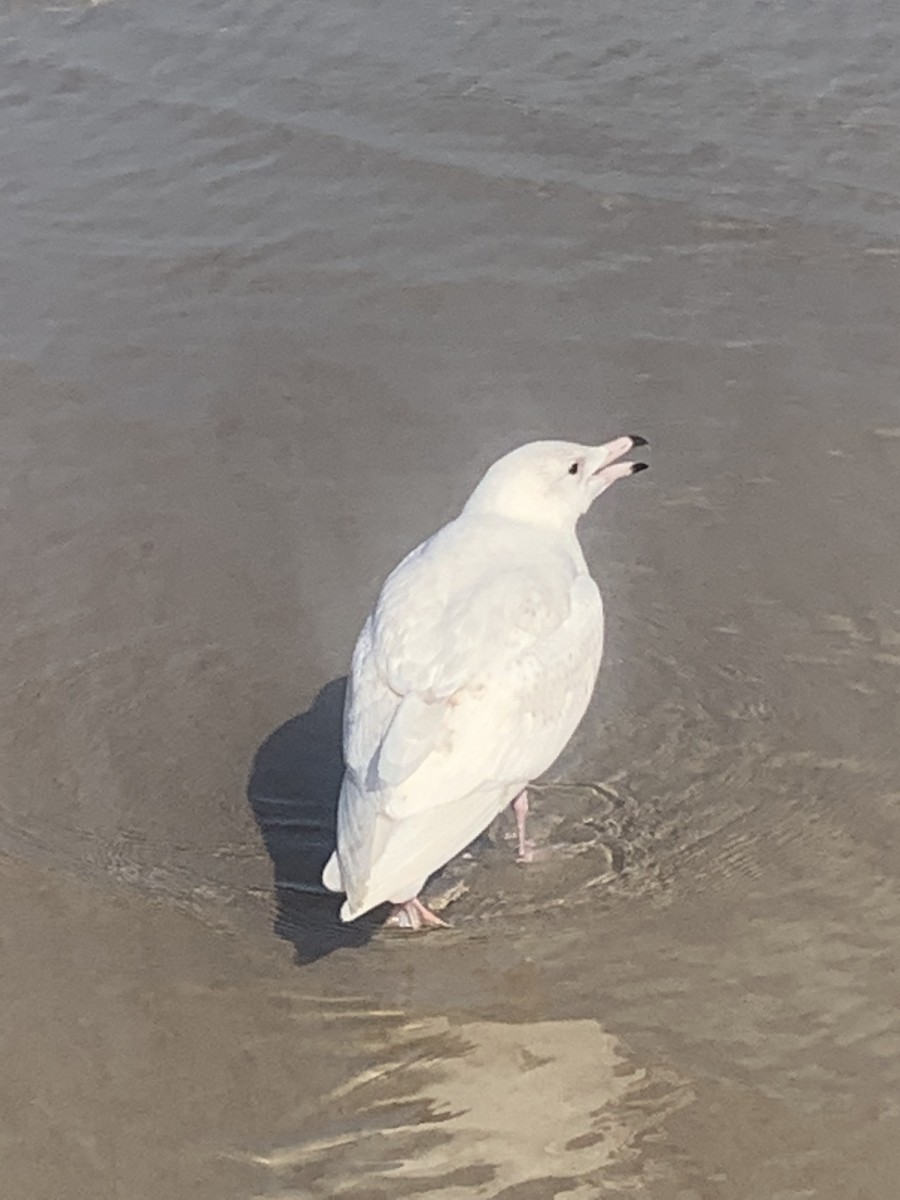 Glaucous Gull - ML412872241