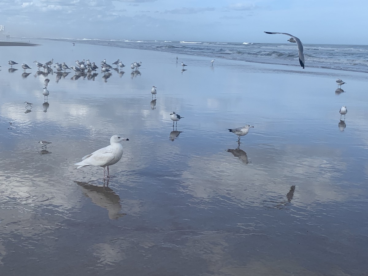 Glaucous Gull - ML412872251