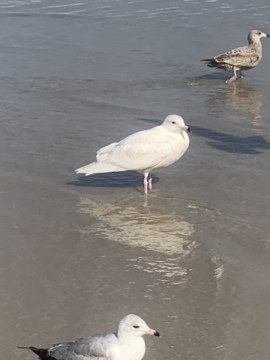 Glaucous Gull - ML412872261