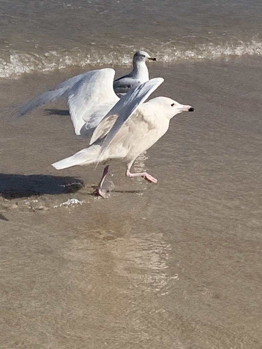 Glaucous Gull - ML412872271