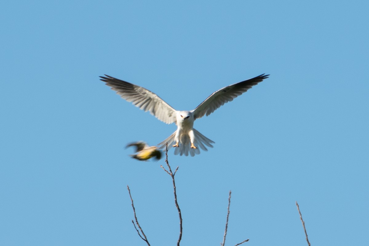 White-tailed Kite - Collin Cox