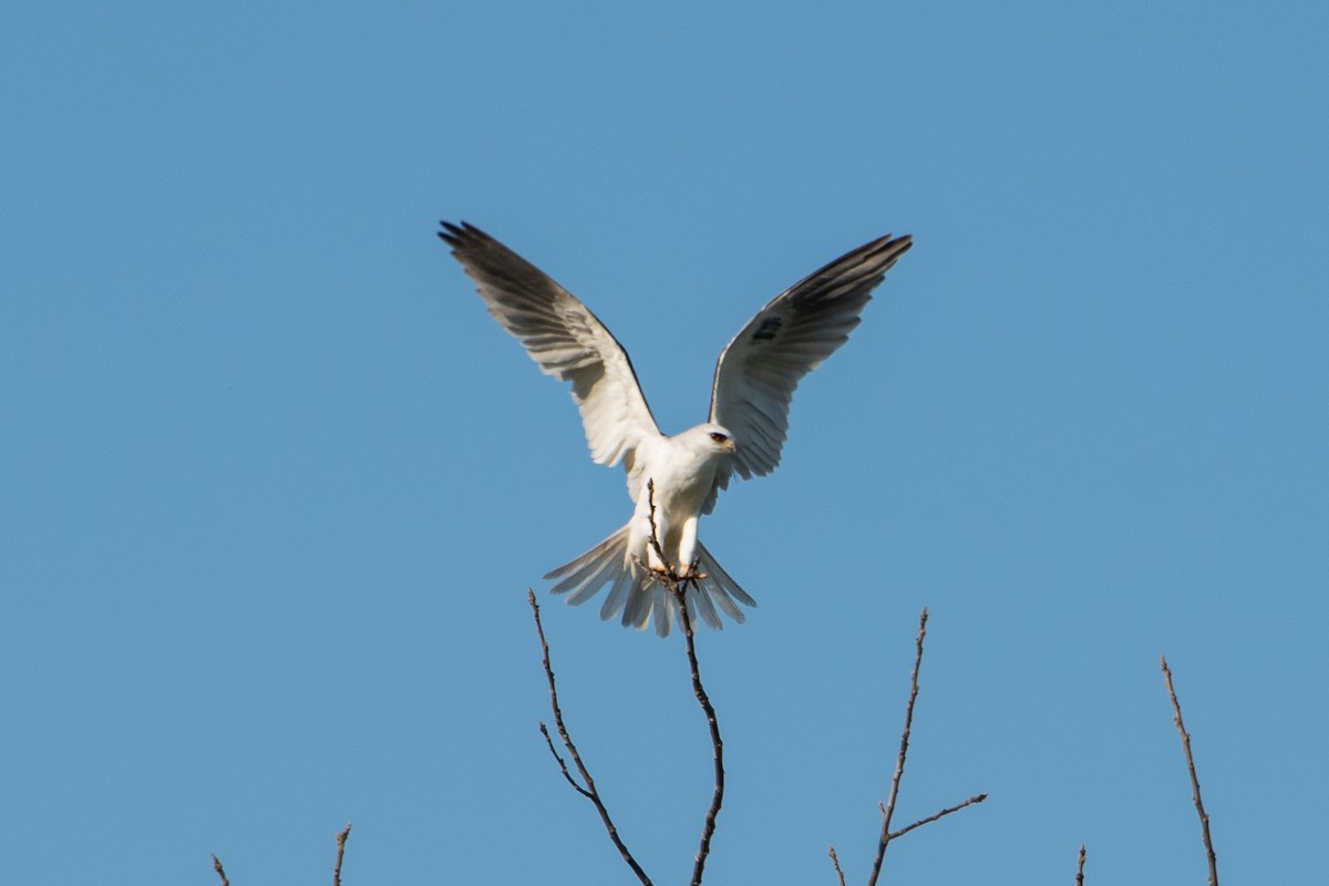 White-tailed Kite - Collin Cox