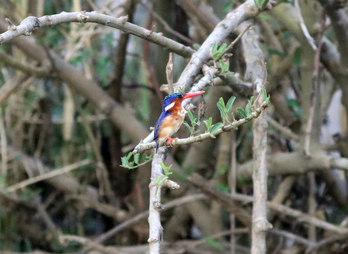 Malachite Kingfisher (Mainland) - ML41287561