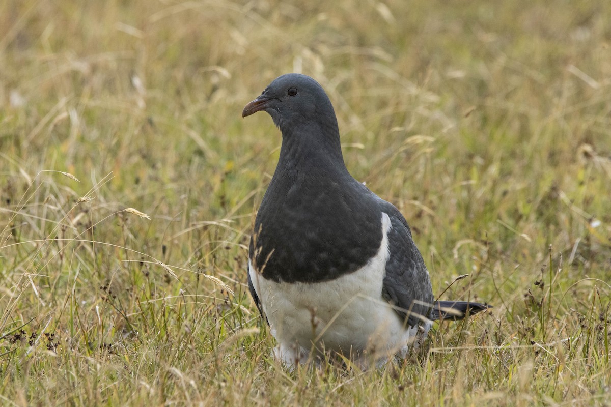 Chatham Islands Pigeon - ML412877241