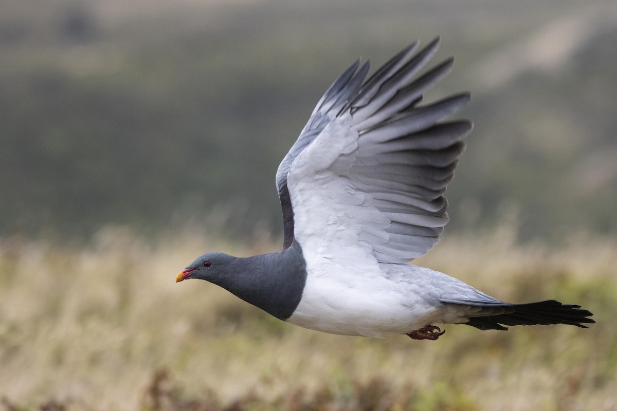 Chatham Islands Pigeon - ML412877341