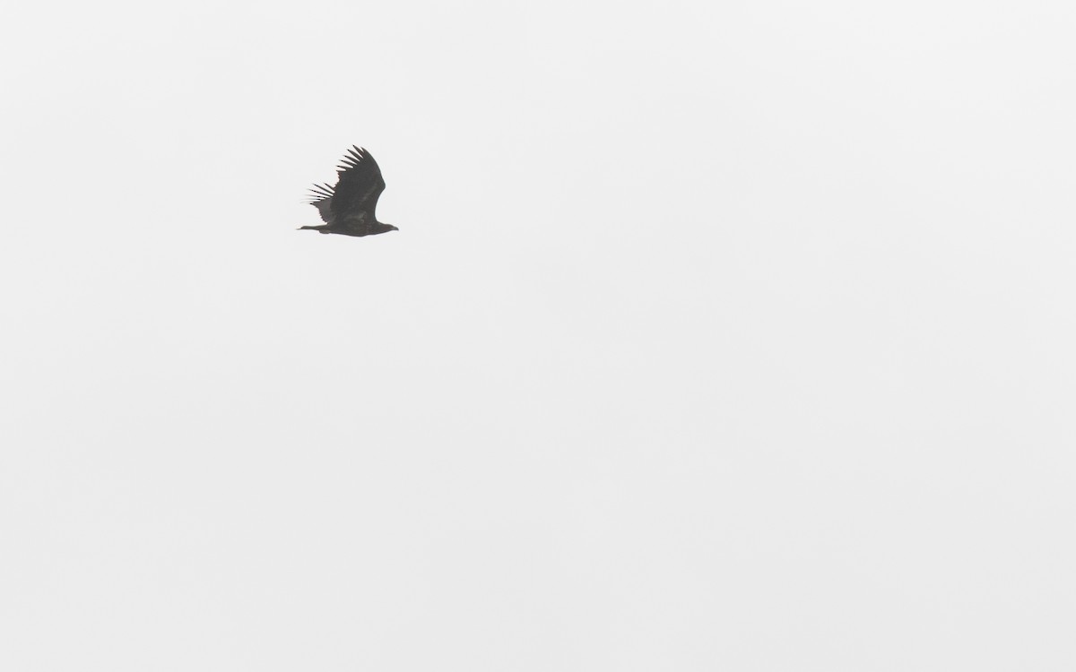 White-tailed Eagle - peter lankhorst