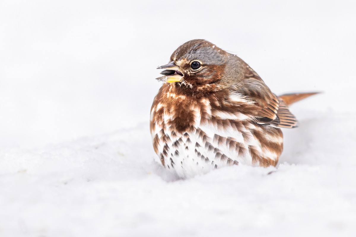 Fox Sparrow (Red) - Brad Imhoff