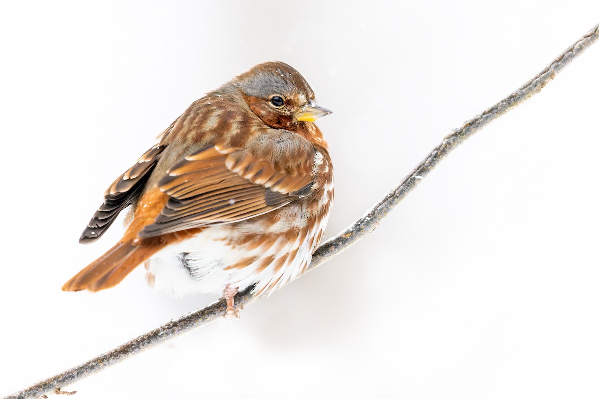 Fox Sparrow (Red) - ML412878731