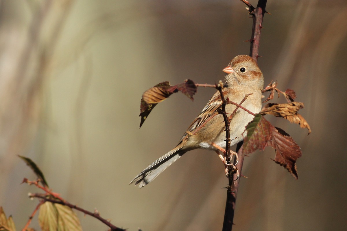 Field Sparrow - Evan Lipton