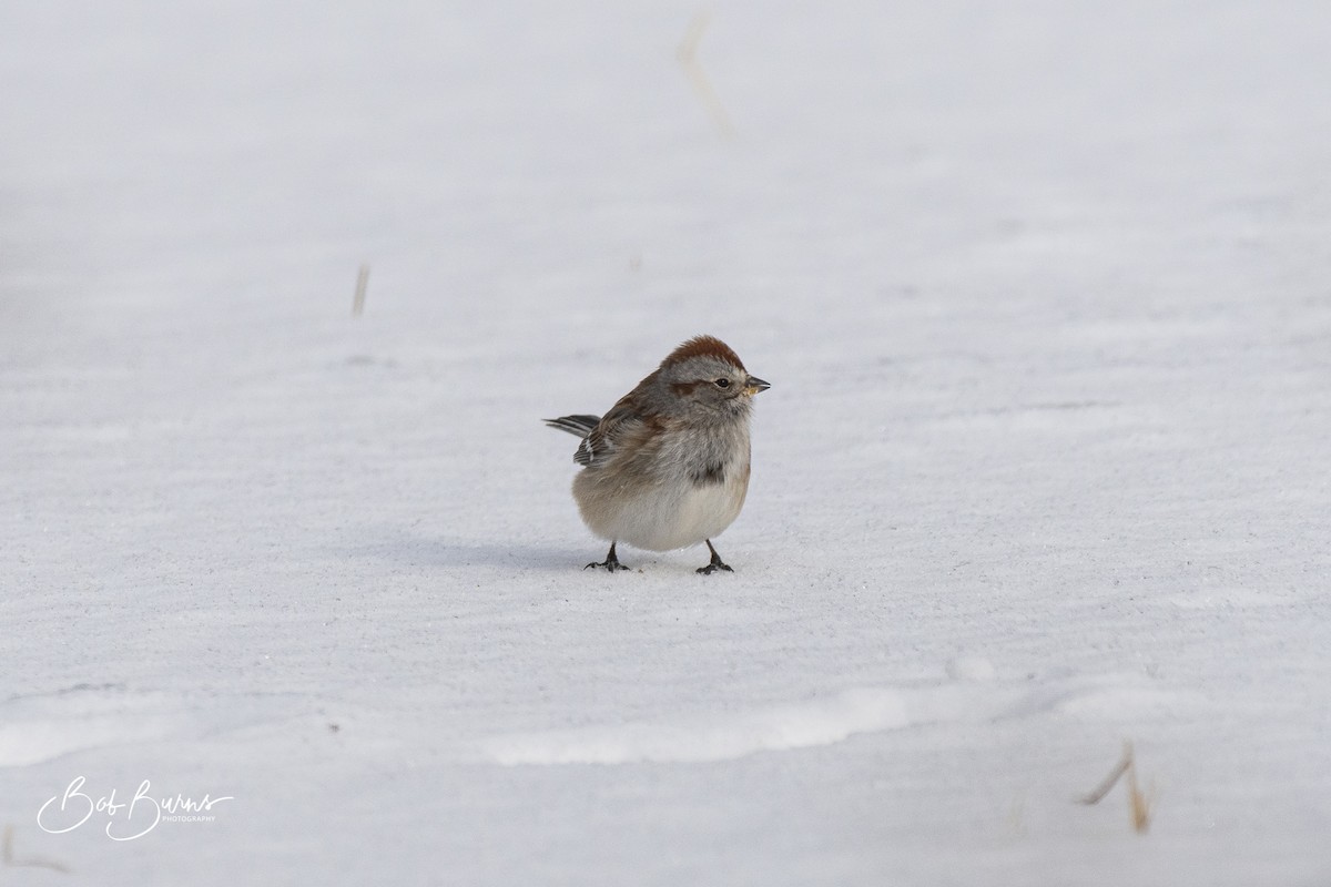 American Tree Sparrow - Bob Burns