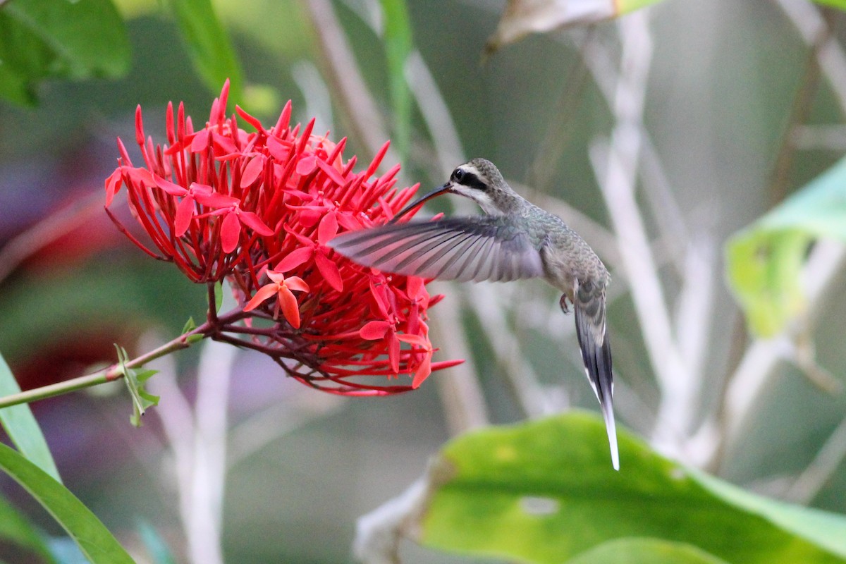 Pale-bellied Hermit - ML412880381