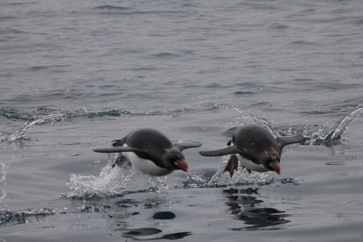 Macaroni Penguin - C Walz
