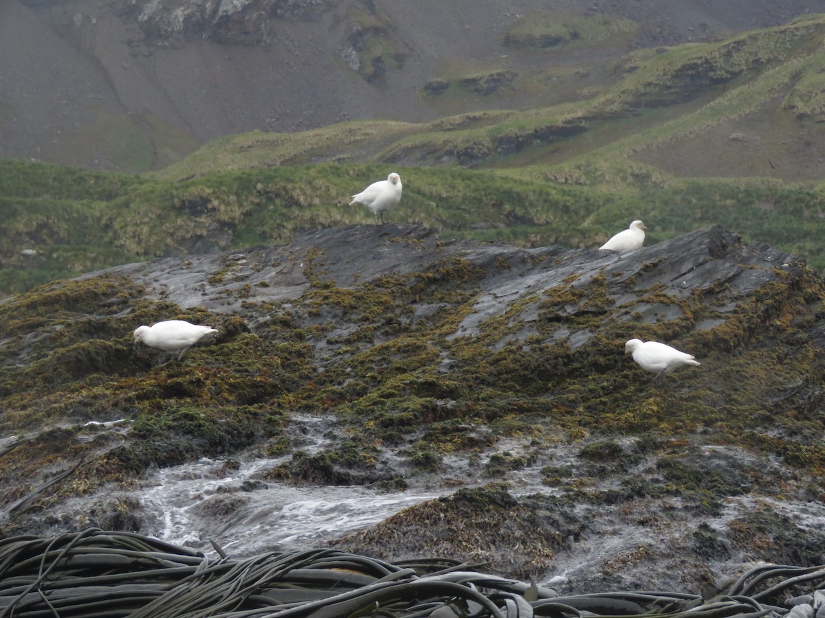 Snowy Sheathbill - ML412883011
