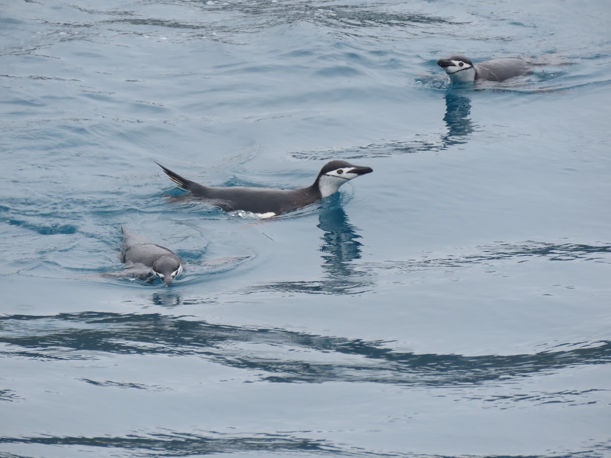 Chinstrap Penguin - ML412883091