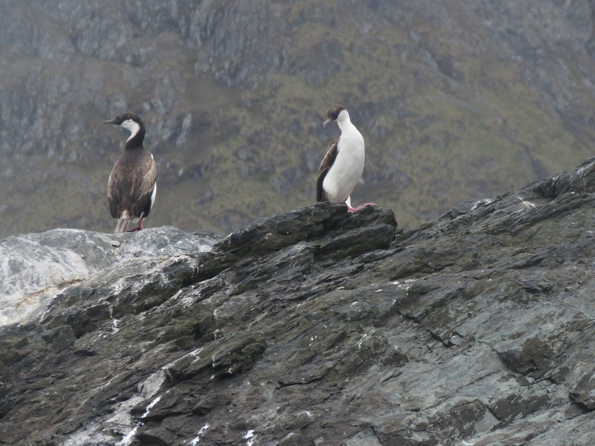 Imperial Cormorant (South Georgia) - ML412883311