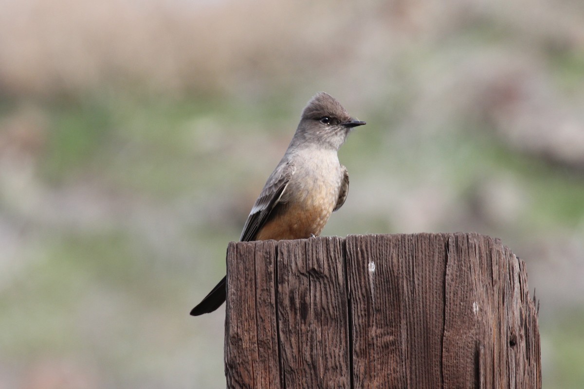 Say's Phoebe - ML41288371