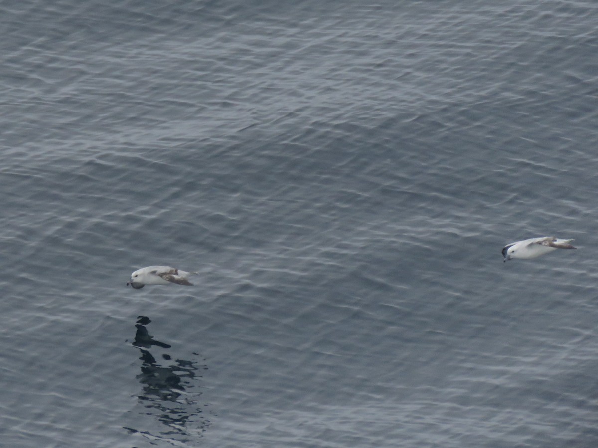 Southern Fulmar - ML412884111