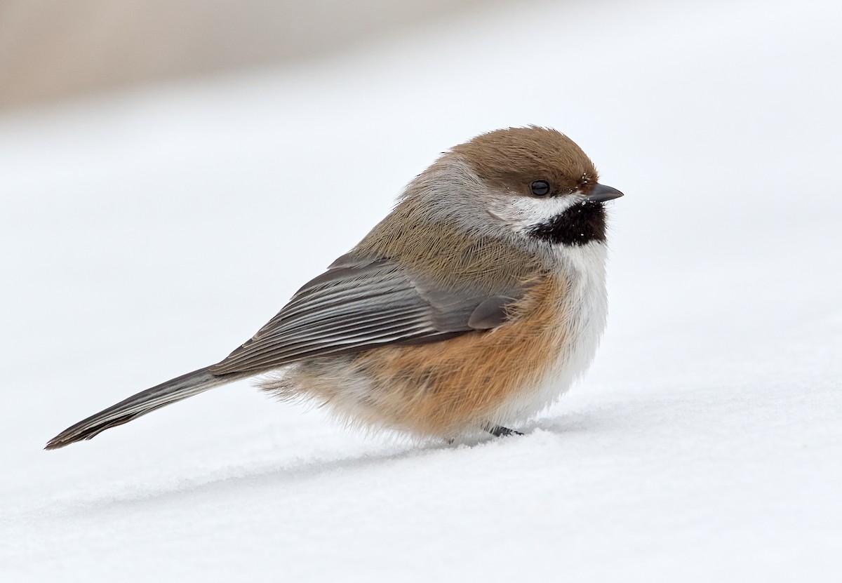 Boreal Chickadee - Patrice St-Pierre