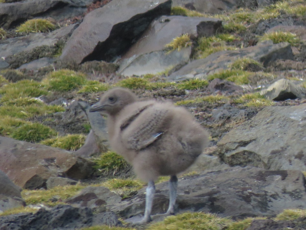 Brown Skua - ML412884731