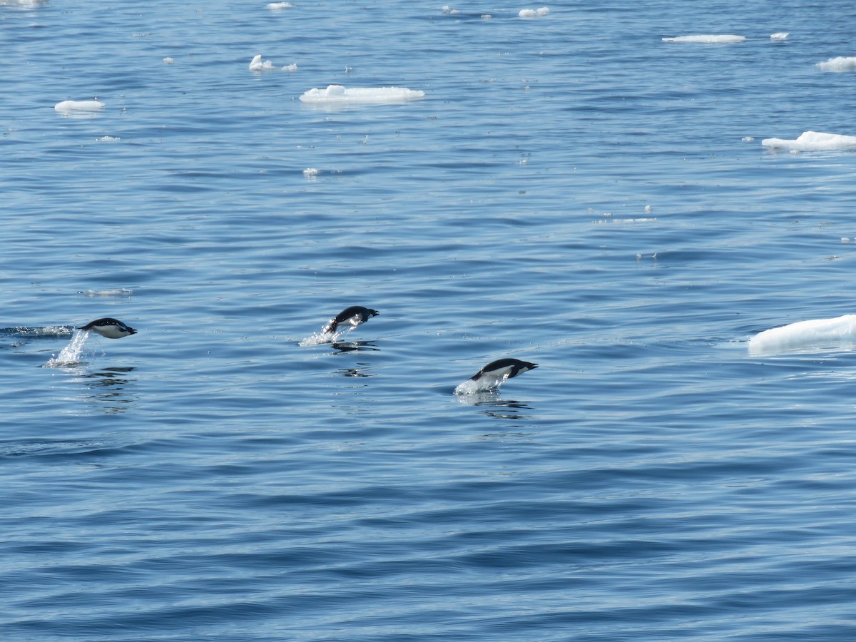 Adelie Penguin - ML412885871