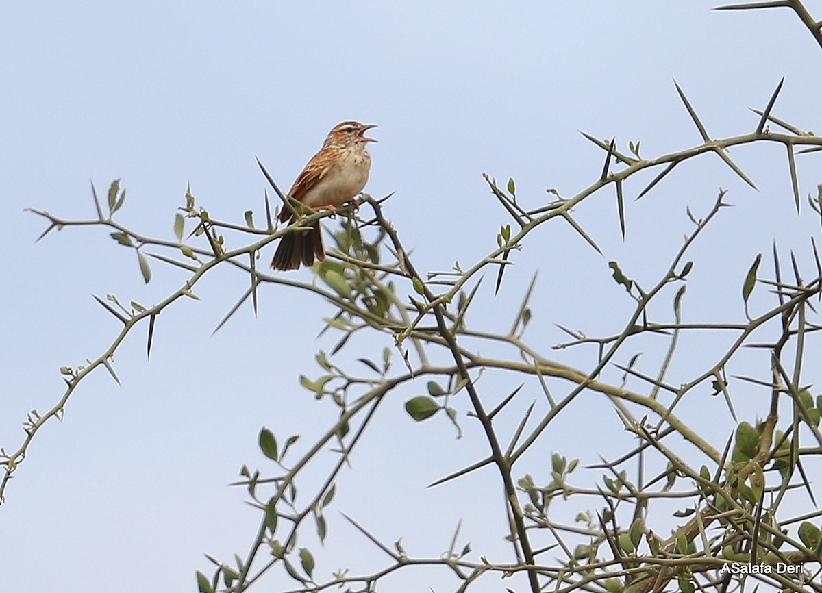 Fawn-colored Lark (Foxy) - Fanis Theofanopoulos (ASalafa Deri)