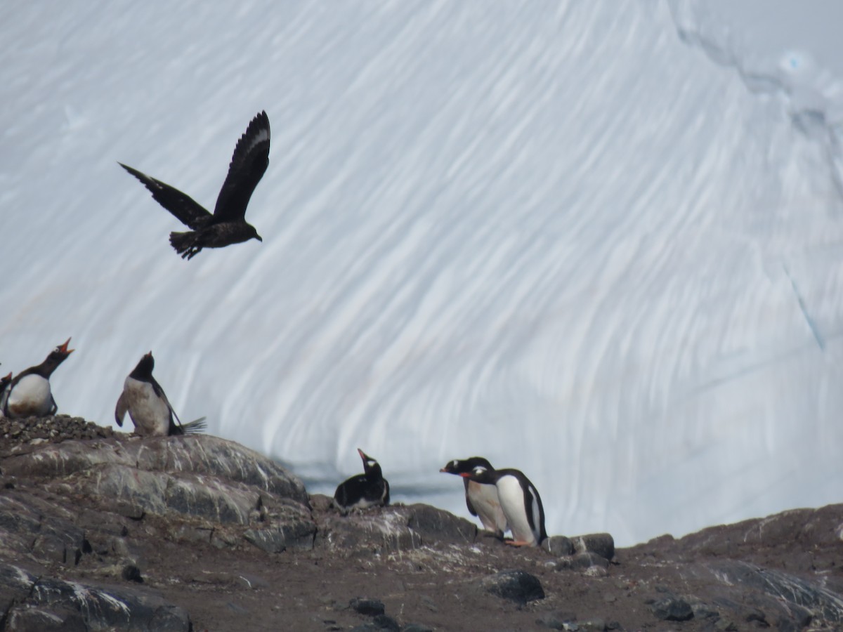 South Polar Skua - C Walz