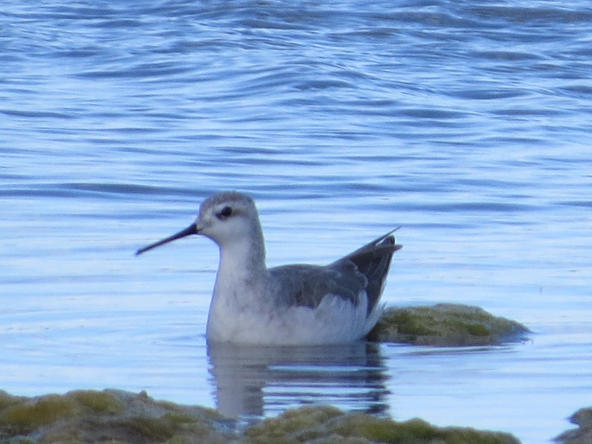 Wilson's Phalarope - ML41288701