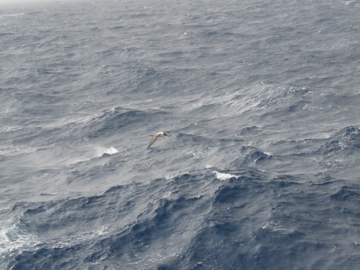 Light-mantled Albatross - ML412887041