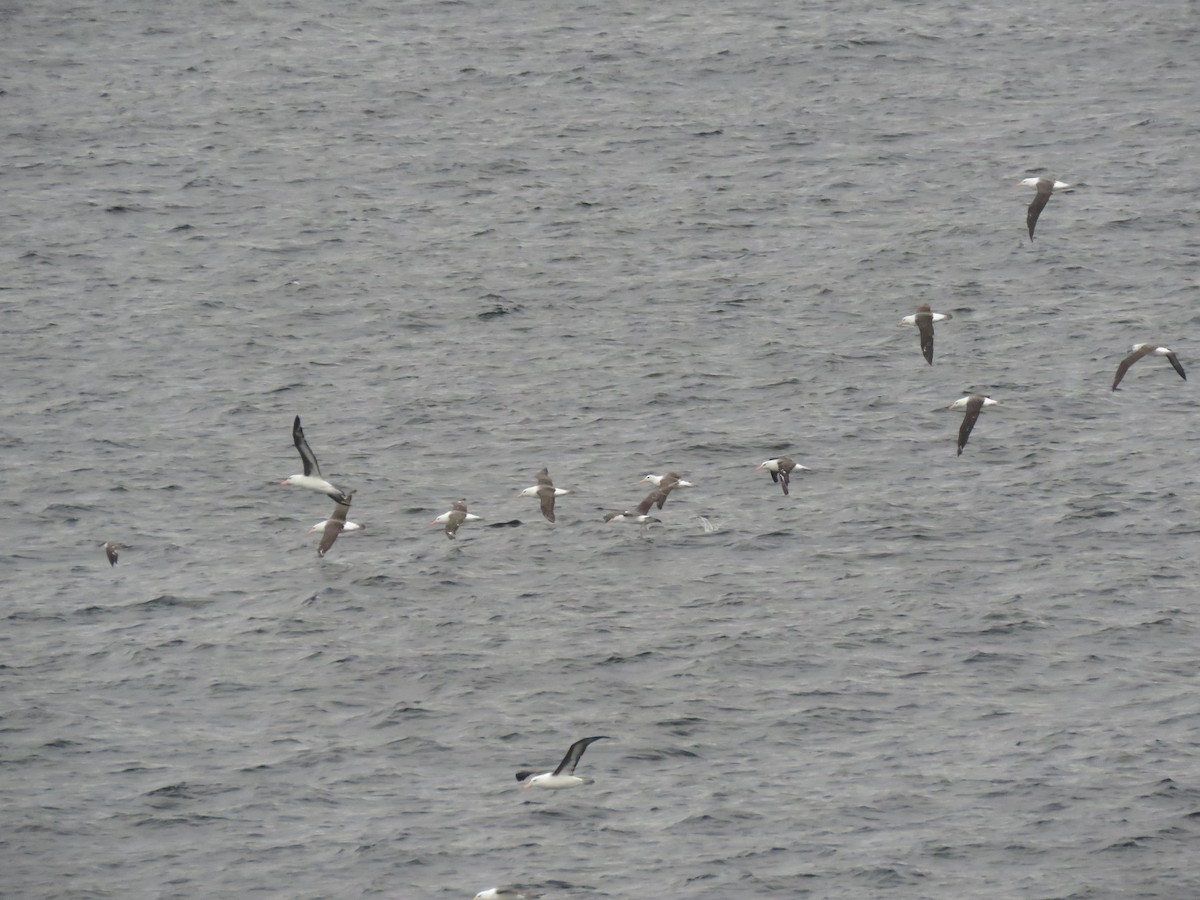 Black-browed Albatross - ML412887111
