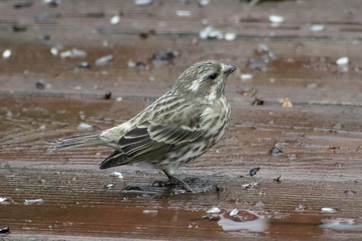 Purple Finch - ML412887151