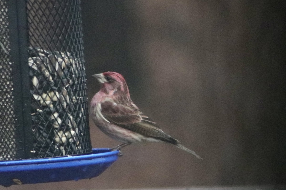 Purple Finch - ML412887181