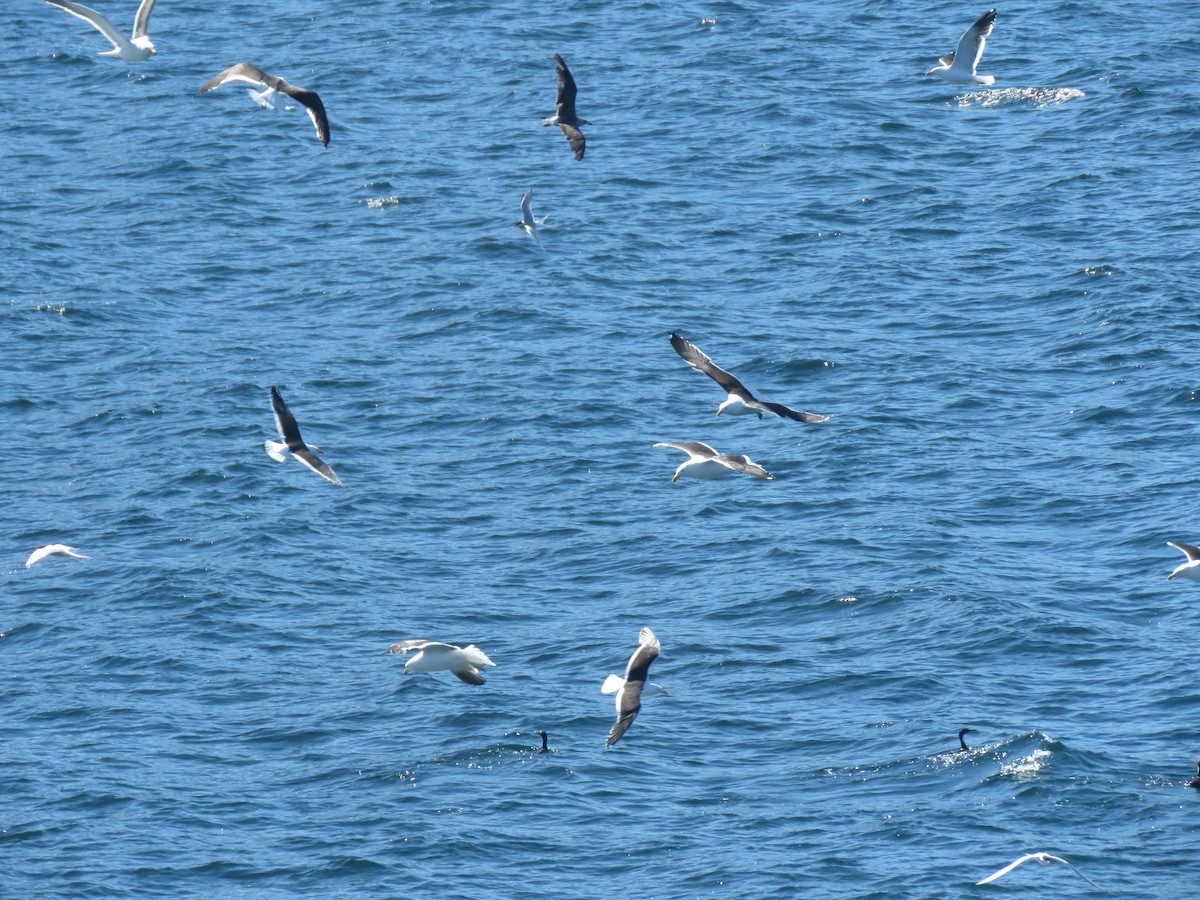 Kelp Gull - ML412887371