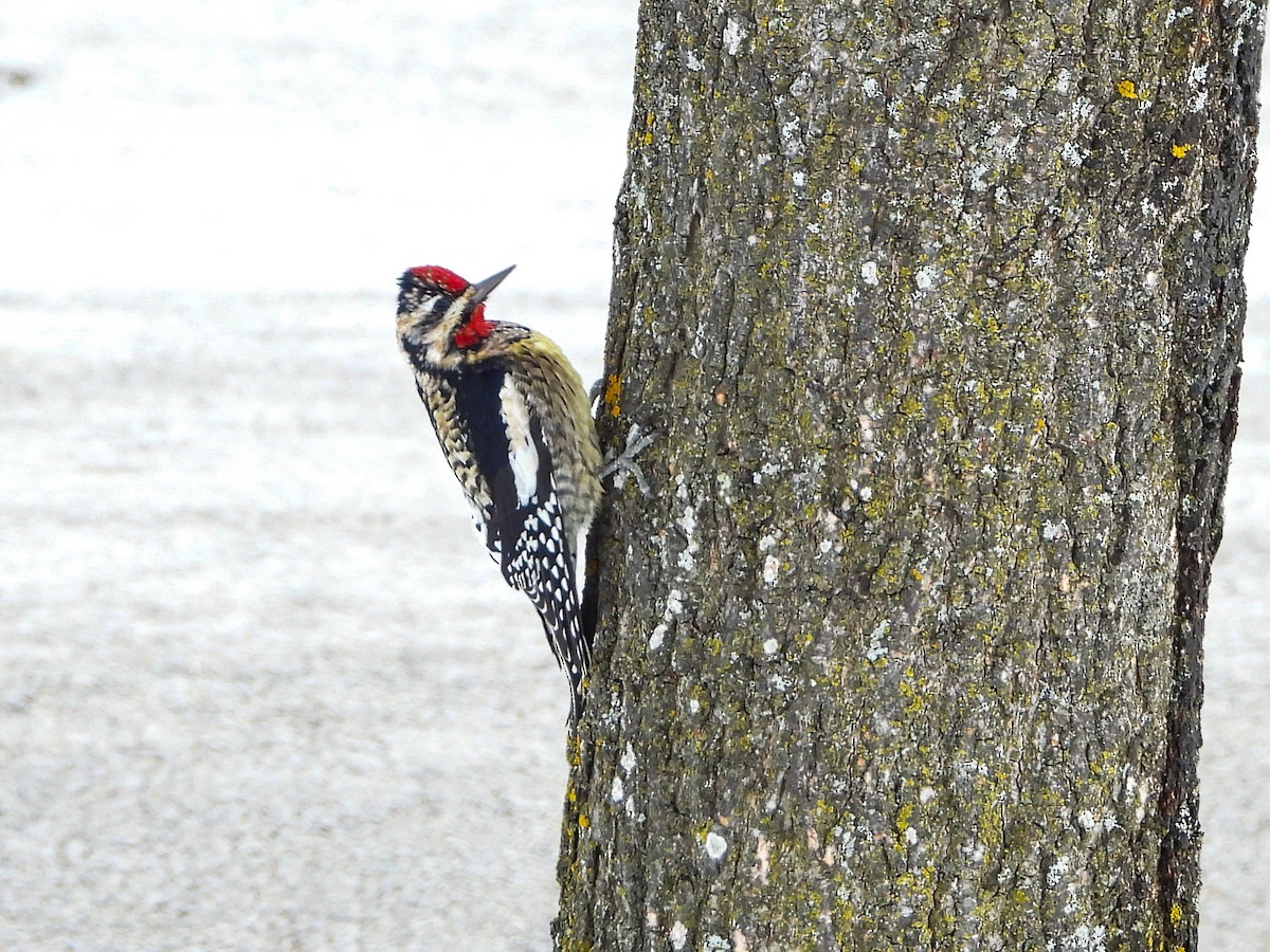 Yellow-bellied Sapsucker - Haley Gottardo