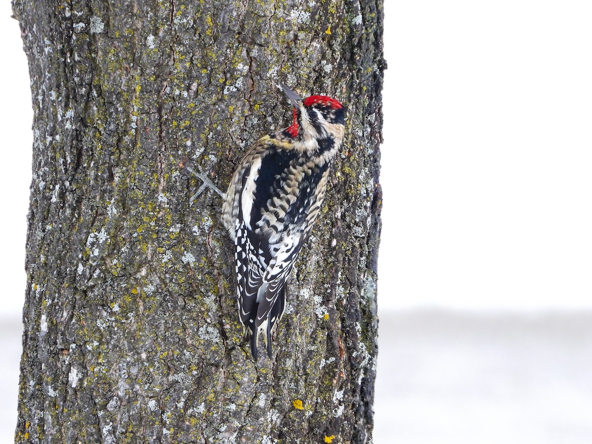 Yellow-bellied Sapsucker - Haley Gottardo