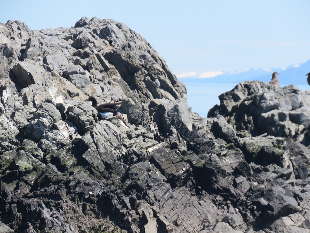 Kelp Goose - ML412887751