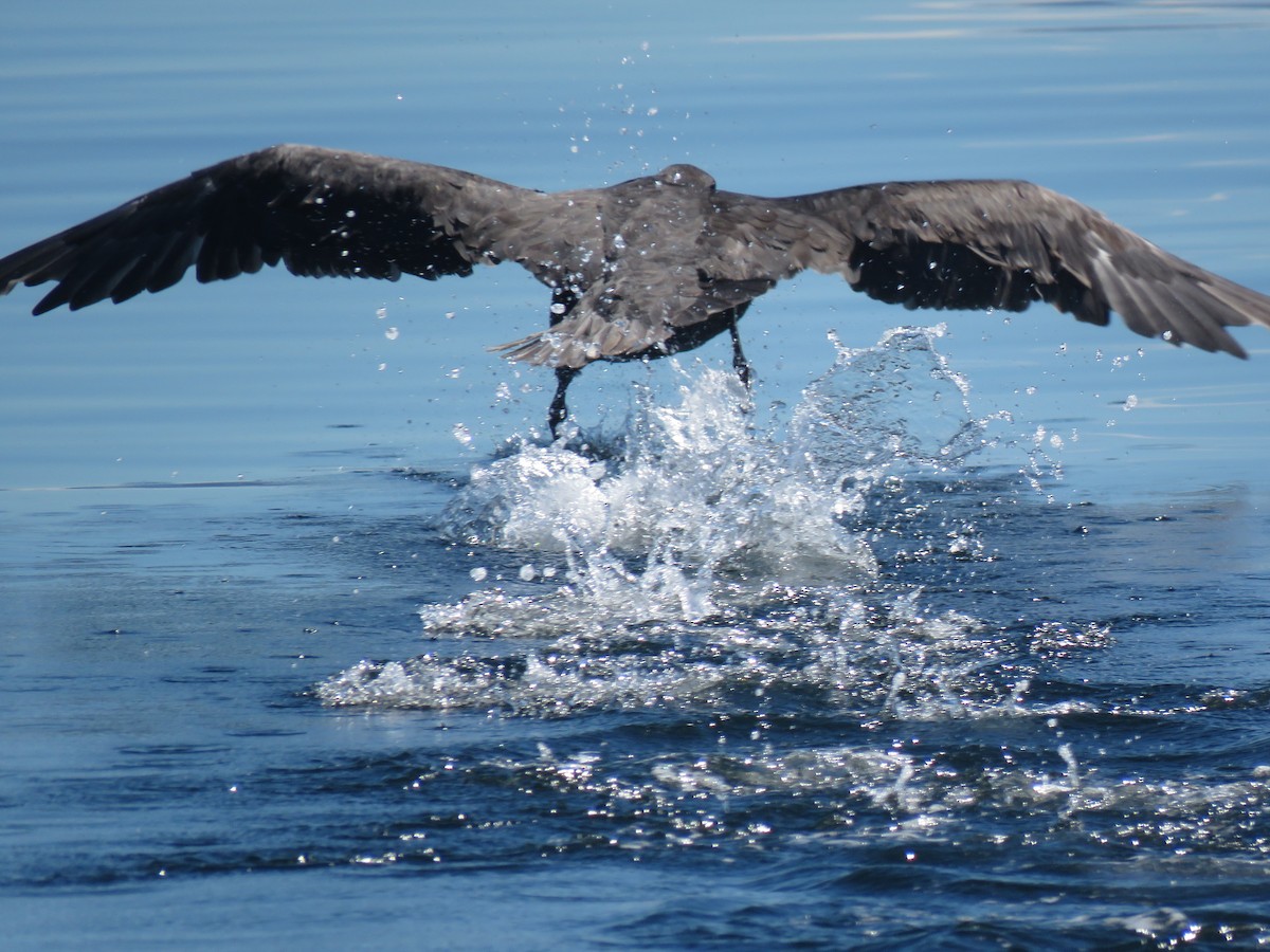 Southern Giant-Petrel - ML412887831