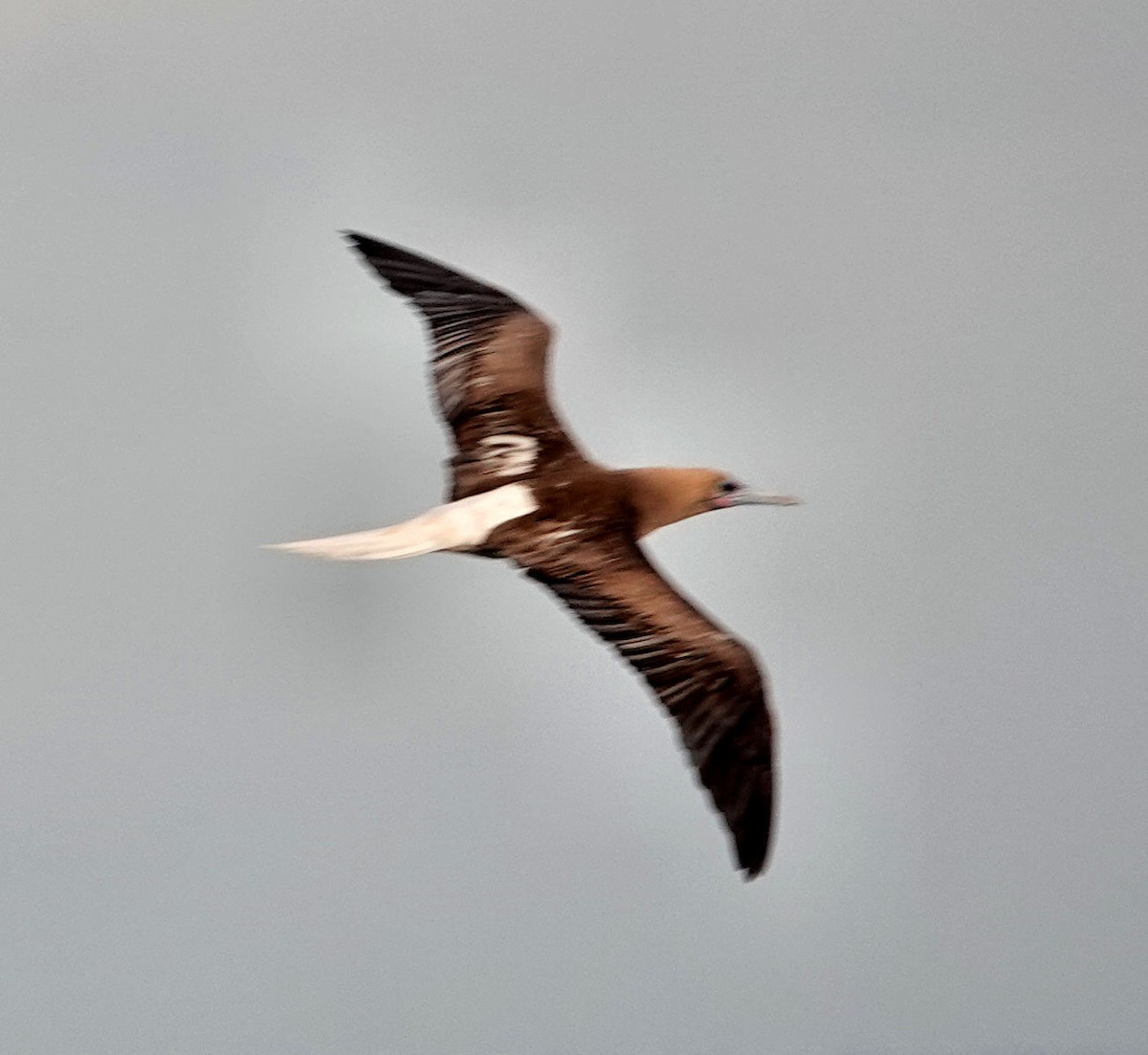 Red-footed Booby - ML412888441