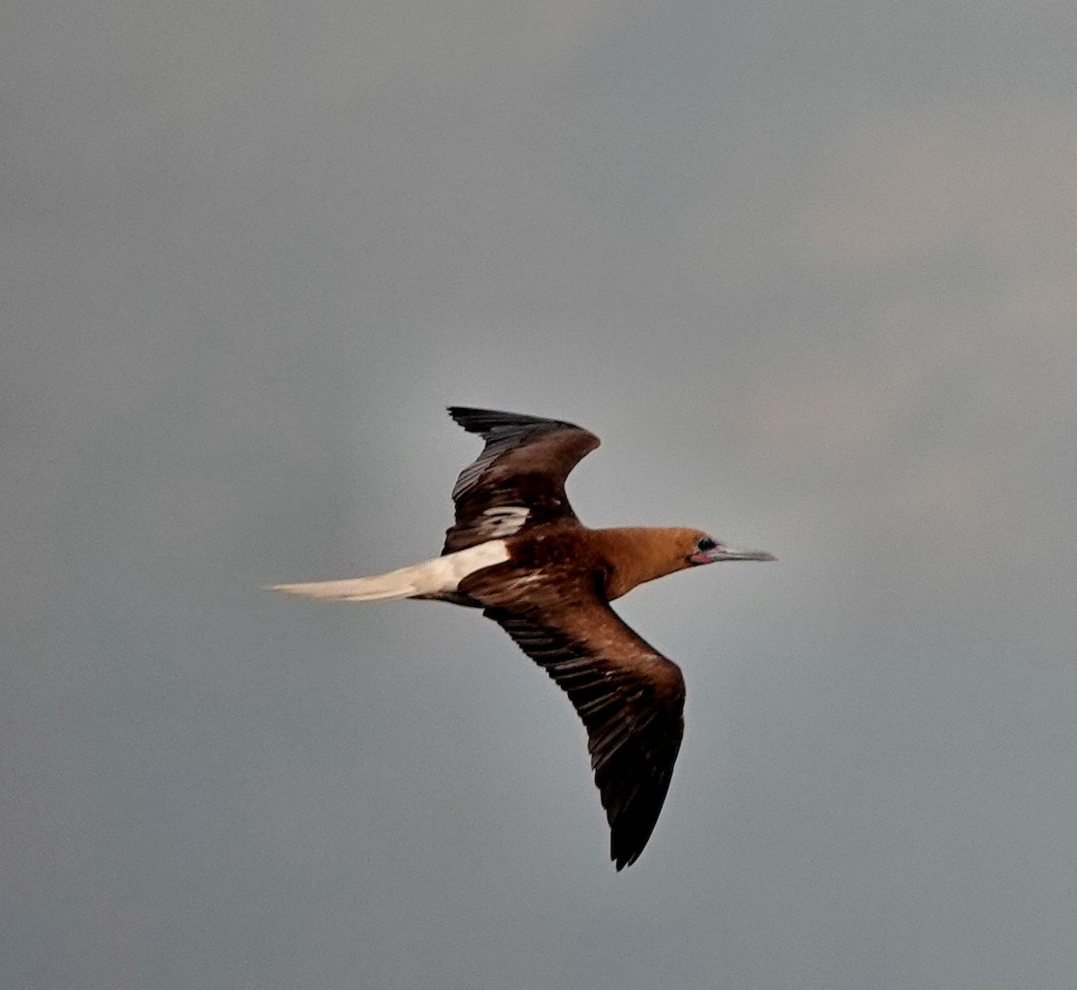 Red-footed Booby - ML412888451