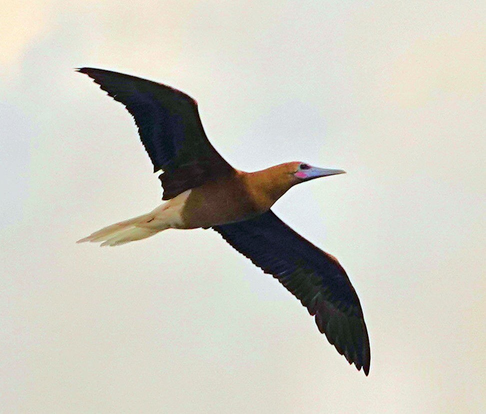 Red-footed Booby - ML412888481
