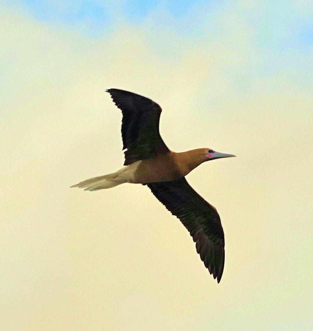 Red-footed Booby - ML412888491